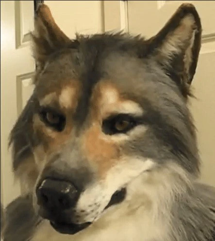 WEREWOLF HEADWEAR COSTUME MASK - Image 3