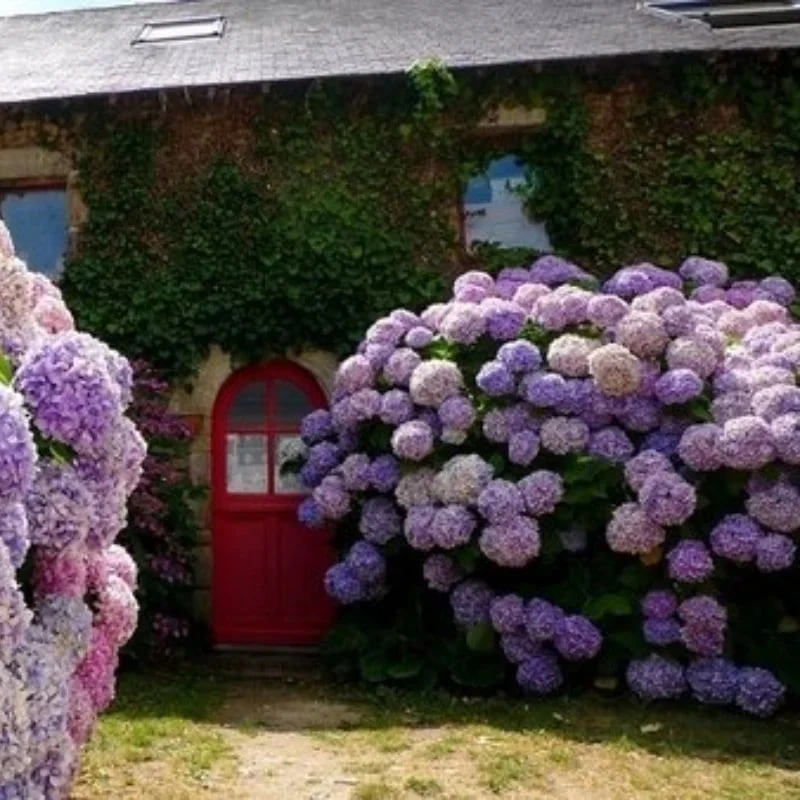 Outdoor Artificial Hydrangea Flowers - Image 16
