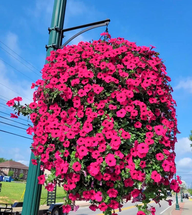 🌺UV Simulation Artificial Morning Glory - Image 6