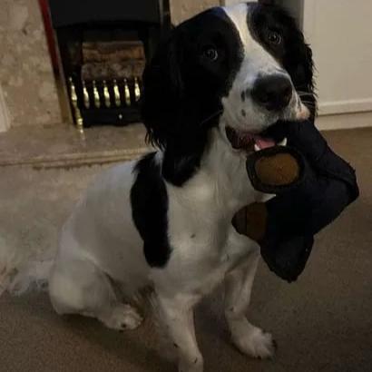 Durable Dog Toys - Image 2