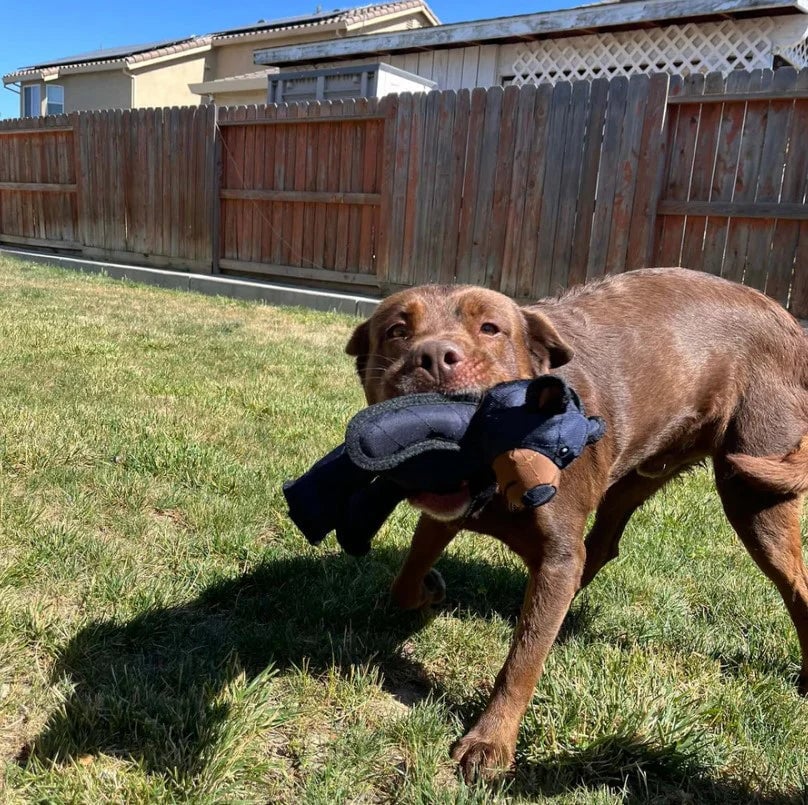 Durable Dog Toys - Image 4