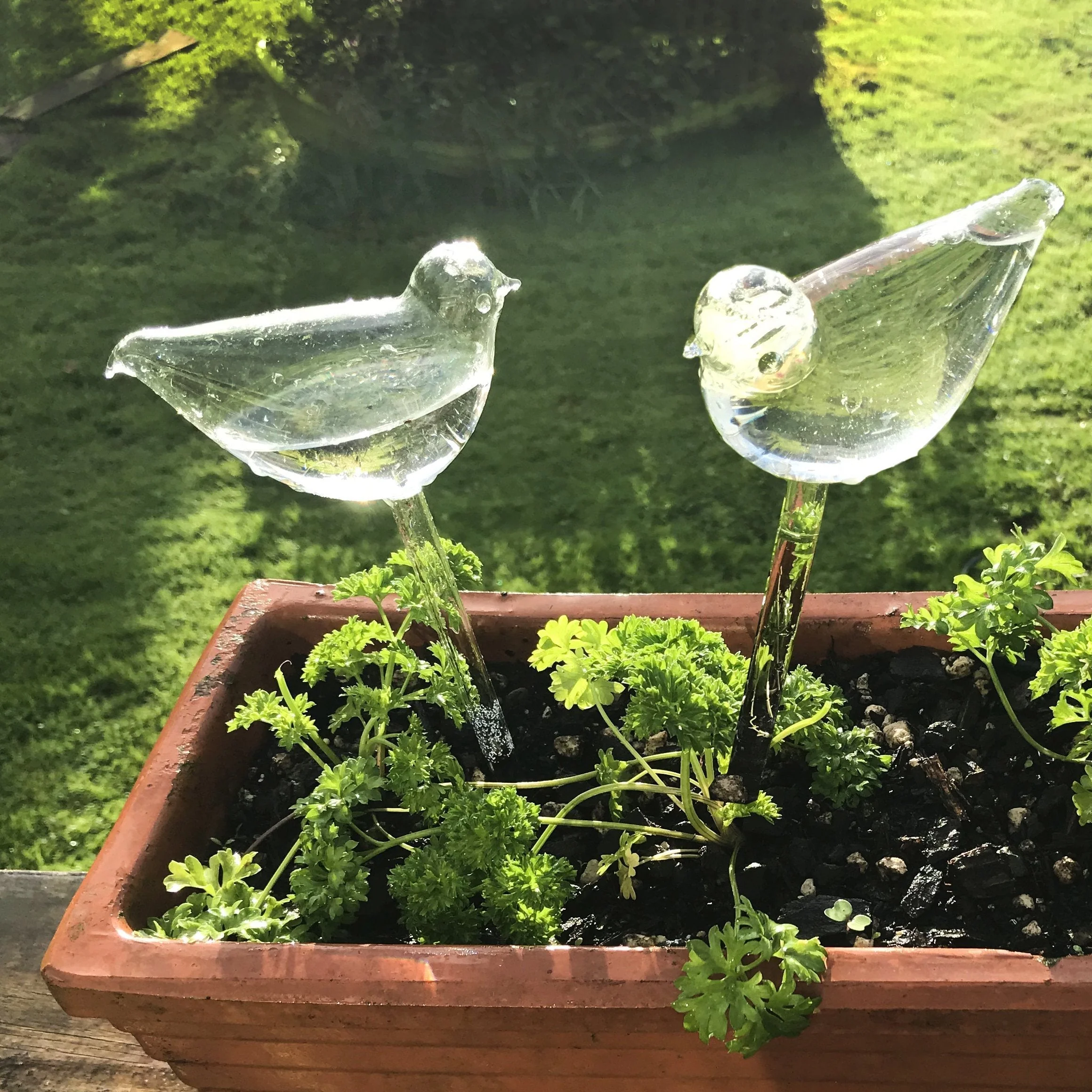 Self-Watering Plant Glass Bulbs-BUY 8 FREE SHIPPING - Image 3