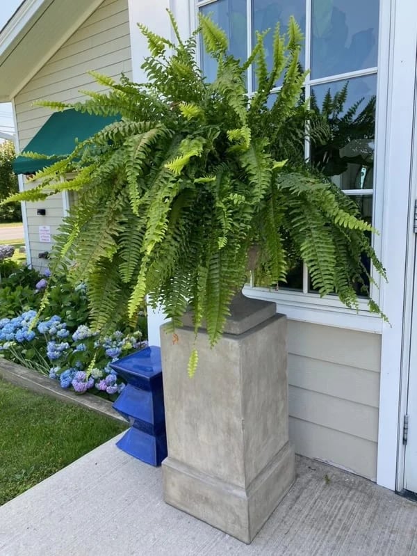 🌱UV Resistant Lifelike Artificial Boston Fern-Multiple Leaf Count Options - Image 3