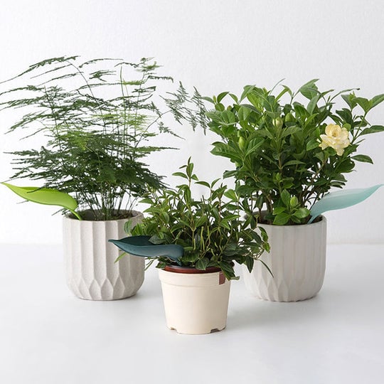 Watering Leaves(BUY 5 GET 5 FREE) - Image 9